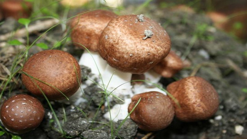 Гриб agaricus