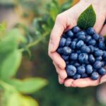 Свежая черника в горсти