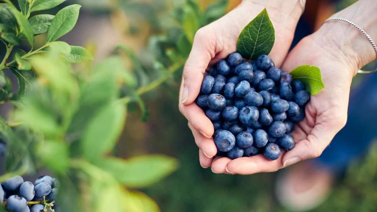 Свежая черника в горсти