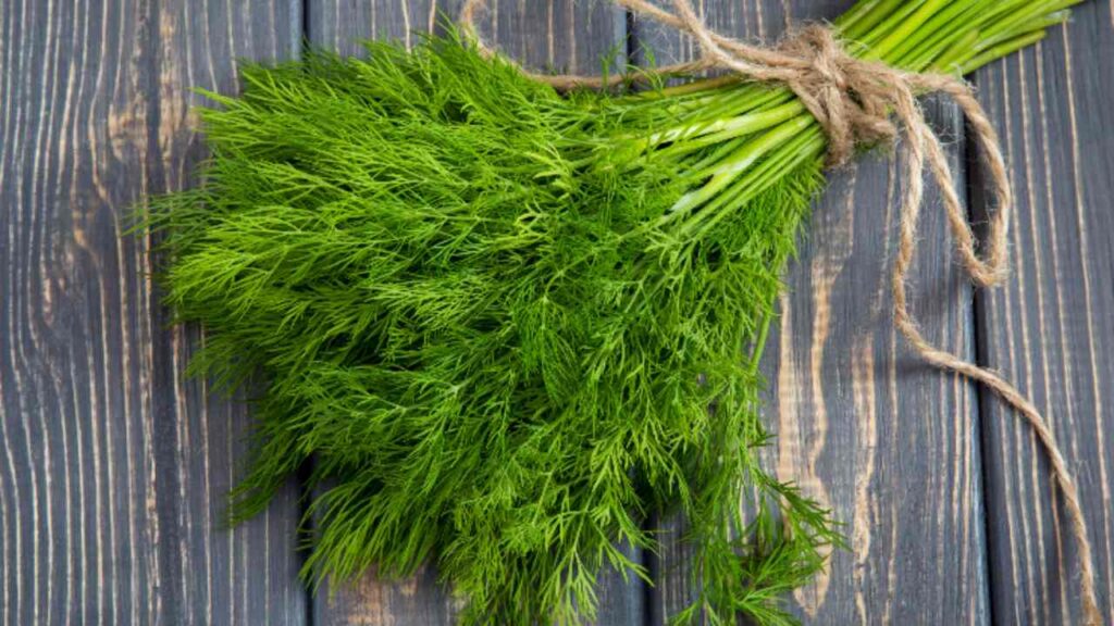 Свежий пучок укропа