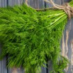 Свежий пучок укропа