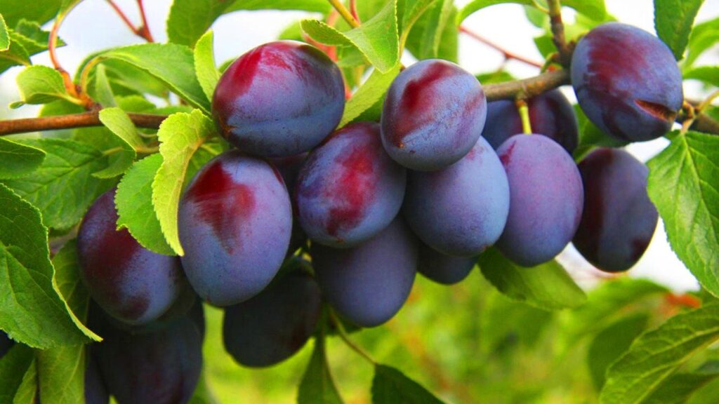 Спелая фиолетовая слива
