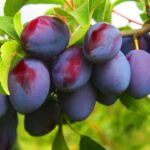 Спелая фиолетовая слива