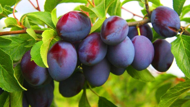 Спелая фиолетовая слива