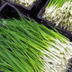 Свежий зеленый лук