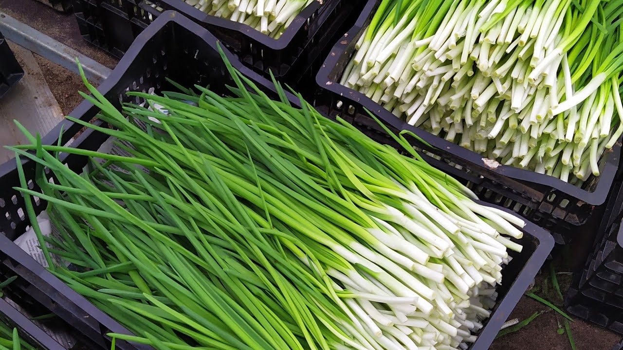 Свежий зеленый лук