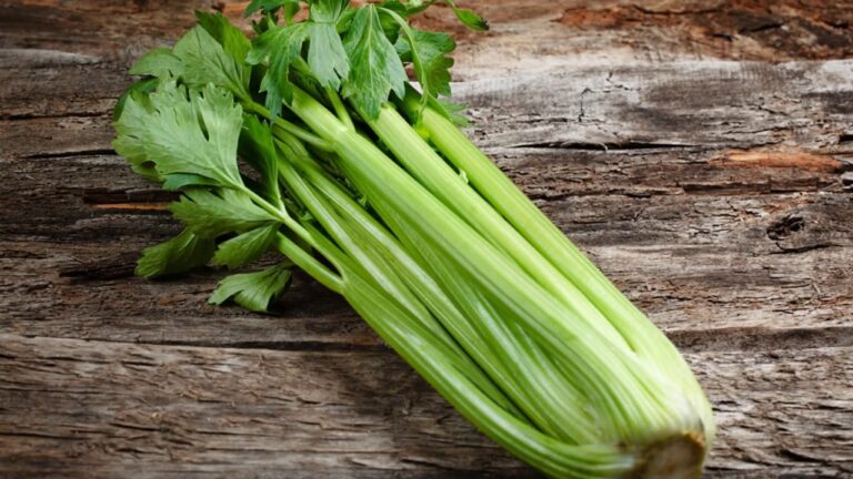 Сельдерей
